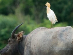 大嶼山水口牛背鷺