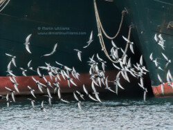 White-winged and Whiskered Terns