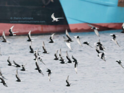 White-winged and Whiskered Terns